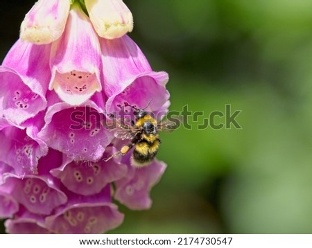 A white tailed bumblebee (Bombus lucorum) landing on a pink foxglove (	Digitalis purpurea) plant in a garden.  Royalty-Free Stock Photo #2174730547