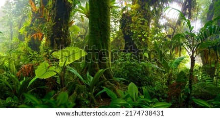 Rain forest in Central America Royalty-Free Stock Photo #2174738431