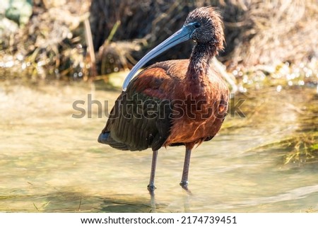 The glossy ibis, latin name Plegadis falcinellus, searching for food in the shallow lagoon. A brown ibis stands in the water on the shore of the lake. Royalty-Free Stock Photo #2174739451