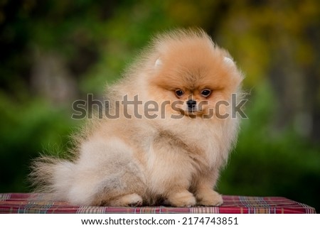 A cute, fluffy, red puppy stands beautifully on a path in the park. The breed of the dog is the Pomeranian Royalty-Free Stock Photo #2174743851