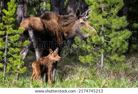 Moose with a small calf in the forest. Moose in forest. Moose family portrait. Moose in nature Royalty-Free Stock Photo #2174745213