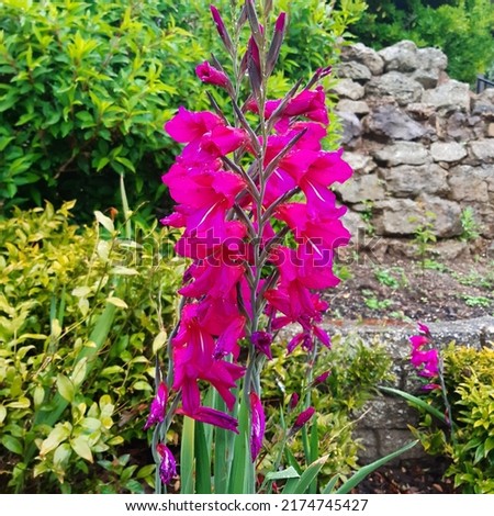 Pink Gladioli flower (latin name Gladiolus byzantinus) Royalty-Free Stock Photo #2174745427