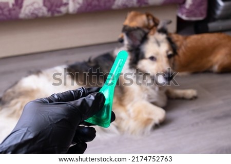 Flea drops for dogs and gloved hand close up