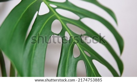 Beautiful monstera plant on a white wall background
