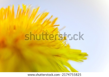 macro photography of yellow dandelion petals. close-up of a blooming flower