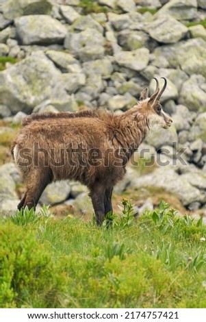 Mountain chamois - rupicapra rupicapra standing sideways. Summer wildlife picture of wild mountain animal with a blurred background. High Tatra Mountains, Carpathian, Poland    