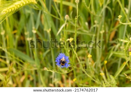 Bumblebee sits on a blue wild flower