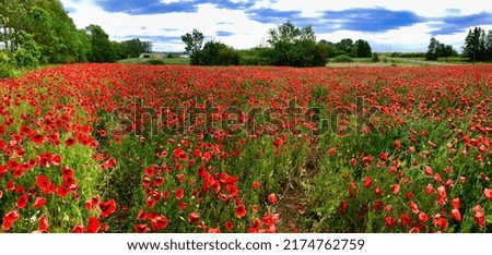 Beautiful panorama of a poppy field