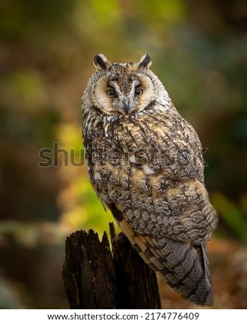 Eastern screech owl (Megascops asio) or eastern screech-owl, is a small owl that is relatively common in Eastern North America, from Mexico to Canada. High Quality Photo.