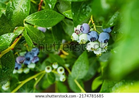 Ripe blueberry berries on the bush. Homegrown huckleberry in the backyard close up. Highbush or tall blueberry cluster. Harvest of blueberry in the garden Royalty-Free Stock Photo #2174781685
