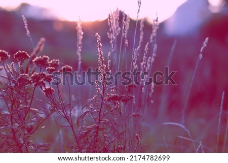 field  grasses and flowerson sunset 