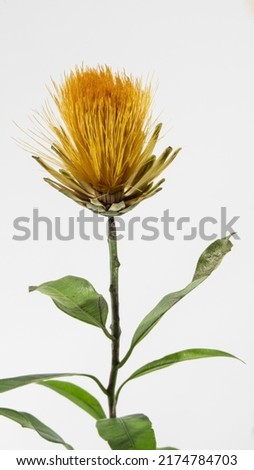 Orange and yellow flower of the Stifftia chrysantha on white background. Native to Brazil, is also called Diadema or Esponja de Ouro in Portuguese, translated to Diadem or Golden Sponge in English.
