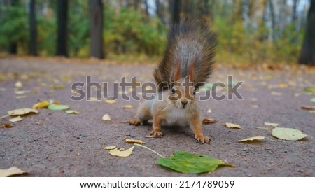 Funny little squirrel in a city park at a sunny day. Squirrel running fast. Her eyes, like beads, on the paws you can see the fingers. Frontal view