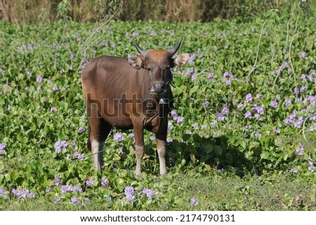 Banteng or bali cow also known as tembadau, is a species of wild cattle found in Southeast Asia.  Cow are on the field. This small cow is brown in color and strong adapt to tropical temperatures. Royalty-Free Stock Photo #2174790131