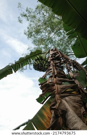 Banana tree that bears fruit with dry leaves