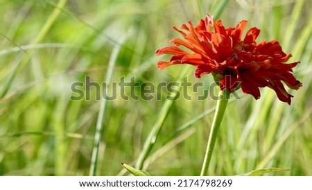           Pretty Orange Wildflower in the Park                     