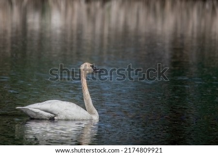 Trumpeter swan swimming on a pond out in the countryside near Cambridge, Minnesota USA.