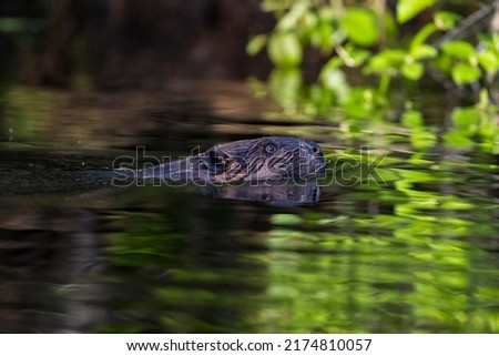 North American beaver (Castor canadensis) 
