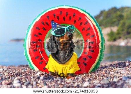 Dachshund puppy, dog in festive hat with rubber rings for swimming sunny summer day at beach background of the sea. Beach party, animation. Birthday is celebrated on beach. Games area children hotel