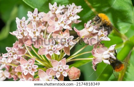 bumblebee on a pink flower.bumblebee bee collects nectar on flowers macro.beautiful screensaver wallpaper