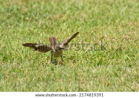 Northern Mockingbird in grass, posturing with wings up, while looking for insects to eat