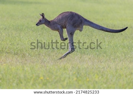 Eastern Grey Kangaroo (Macropus giganteus) seen in profile, hopping across a grass field in New South Wales, Australia.