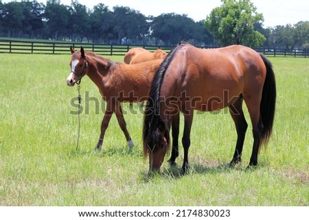 Horses Mares and her Foals in a pasture