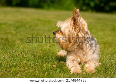 Yorkshire terrier resting on green grass