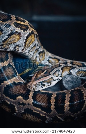 Bangkok, Thailand - June 21st, 2022 : burmese python
