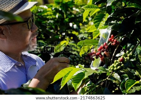 Close-up photo of a plant researcher researching Arabica coffee beans grown on a plateau in northern Thailand.