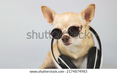 Close up image of  brown chihuahua dog wearing sunglasses and headphones around neck, sitting  on white background with copy space. Summertime  traveling concept.