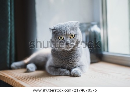 Scottish fold cat lies on a wooden windowsill and looks into the camera. Beautiful cat eyes. purebred animal Royalty-Free Stock Photo #2174878575