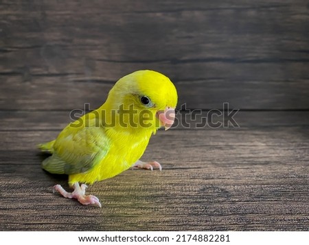 Forpus yellow color parrot bird on the table