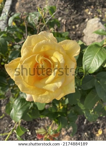 Top down, close up view of a blooming hybrid tea rose. This bloomed flower has a bright yellow center that gradually changes color to a pale pink rim around the edge of the petals.