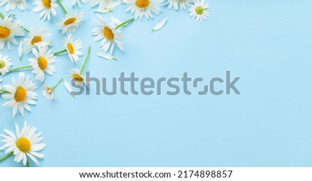Chamomile garden flowers on blue background. Top view flat lay with copy space Royalty-Free Stock Photo #2174898857