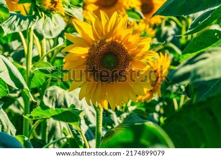detail of a beautiful sunflower on the sunflower field