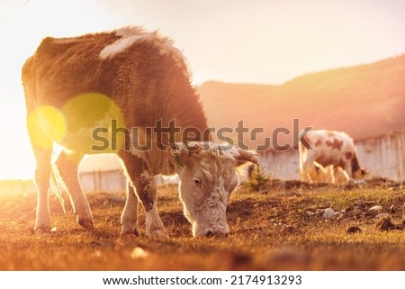 Young bull eats grass in evening at sunset, farming in mountains.