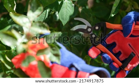 Close-up of male gardener cutting rose with pruner in garden. Gardening, horticulture and flower breeding concept