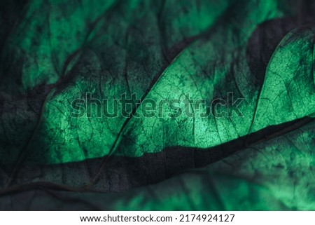 Close up Beautiful abstract leaf in neon light. Minimalism modern style concept. Background pattern for design. Macro photography view.