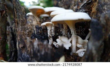 Natural background with indigenous mushrooms that people use for cooking. Pictures for public relations, documentaries
Knowledge of local mushrooms. Group of white mushrooms on an old log in  forest