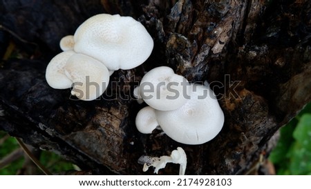 Natural background with indigenous mushrooms that people use for cooking. Pictures for public relations, documentaries
Knowledge of local mushrooms. Group of white mushrooms on an old log in  forest