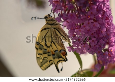 swallowtails butterfly on pink lilac