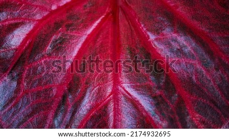 Selective focus of closeup of leaf surface texture of red dragon (red caladium) ornamental plant, red and black with stripe motifs, Caladieae