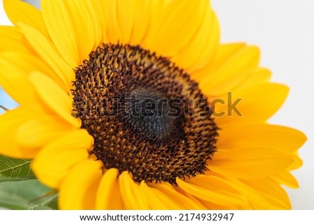 Yellow big round sunflower close up
