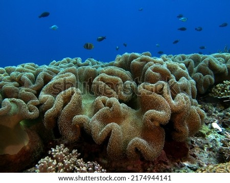 A Mushroom soft coral on a shallow reef Boracay island Philippines