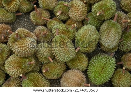 Group of fresh durians in the durian market. Royalty-Free Stock Photo #2174953563