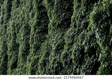 Green plants leaves. Banner picture of green leaves of plant wall 