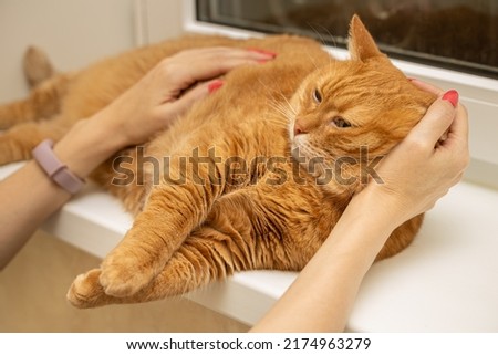 woman stroking a cat lying on the window. High quality photo