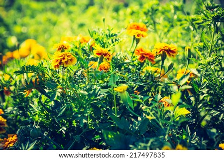 vintage photo of marigolds flowers