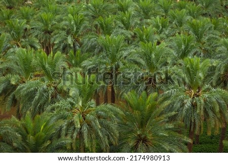 Dates palm farm in Saudi Arabia Royalty-Free Stock Photo #2174980913